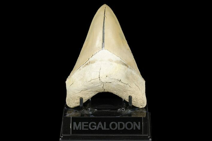 Serrated, Fossil Megalodon Tooth - Aurora, North Carolina #176570
